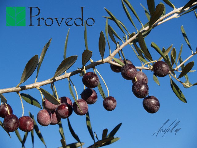 Variedad de olivo HAMED